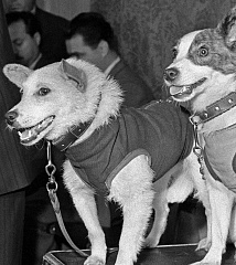 65 лет со дня полета Белки и Стрелки