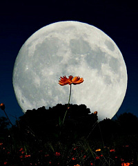 Цветочная Луна